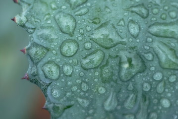 Background macro water drops on the plant 