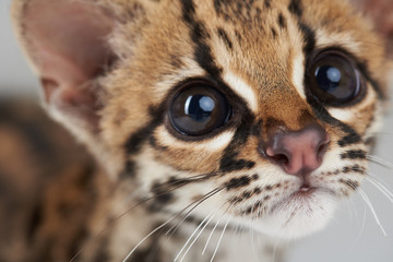 Portrait of curious wild cat