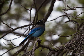 Blue Jay in Pine