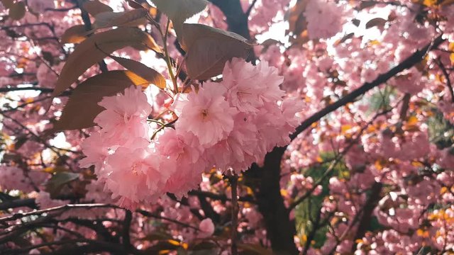 Japanese pink cherry blossom sakura tree moving along the wind on spring season. 4k video toned with Teal Orange style.