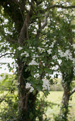 Hawthorn or Whitethorn in Bloom Close-Up