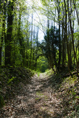 Weg im Wald, der scheinbar ins unendliche führt, im Frühjahr