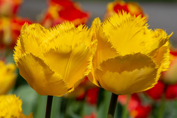 Colores maravillosos