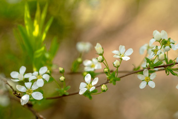 La primavera en su esplendor