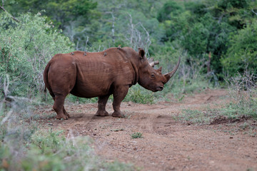 Fototapeta premium white rhinoceros male in Zimanga Game Reserve in South Africa