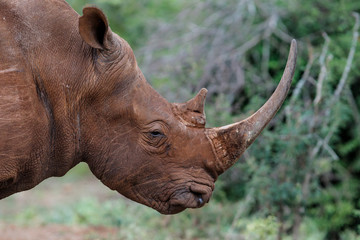 white rhinoceros male in Zimanga Game Reserve in South Africa
