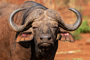 Obraz premium Portrait of an african buffao in Zimanaga Game Reserve in South Africa