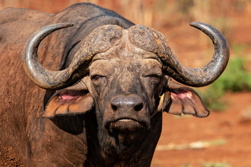 Portrait of an african buffao in Zimanaga Game Reserve in South Africa