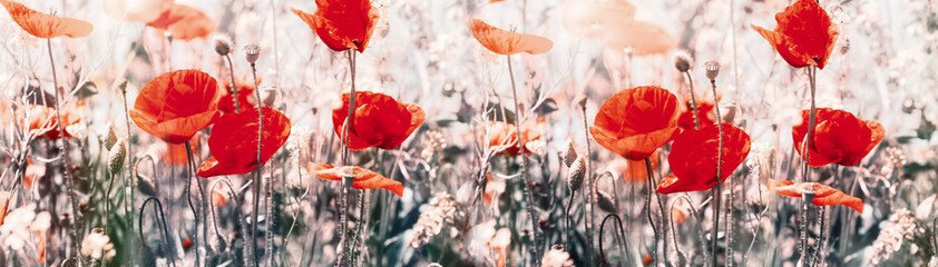 Panele Szklane  Kwiat maku, kwitnące dzikie czerwone kwiaty maku na łące - piękno w naturze