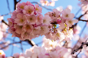 Primavera en esplendor