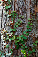 symbiosis of a small tropical plant and a tree