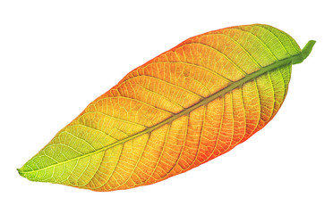 Walnut leaf on isolated white background