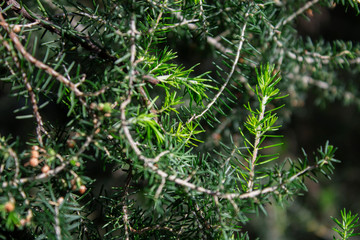 spruce branches with young bright green needles in early spring
