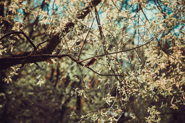 Vogel im Baum