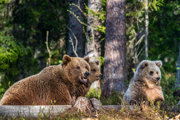 Obraz premium She-Bear and Cubs. Brown bears in the summer forest. Natural habitat. Scientific name: Ursus Arctos Arctos.