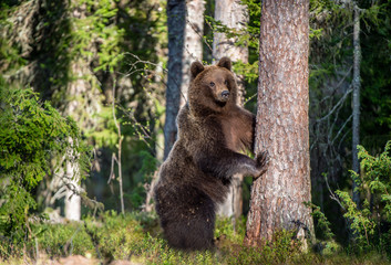 Brown bear standing on his hind legs in the summer forest.  Natural Habitat. Brown bear, scientific name: Ursus arctos.