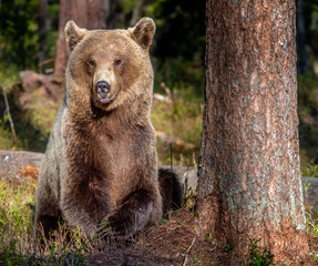 Fototapeta premium Brown bear in summer forest at sunset light. Scientific name: Ursus Arctos.