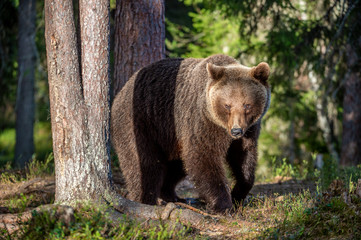 Brown bear in summer forest at sunset light. Scientific name: Ursus Arctos.