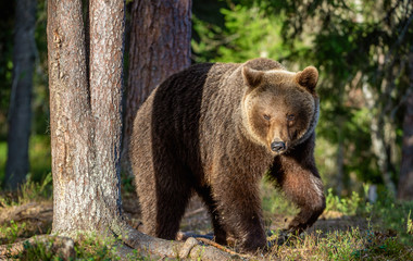 Brown bear in summer forest at sunset light. Scientific name: Ursus Arctos.