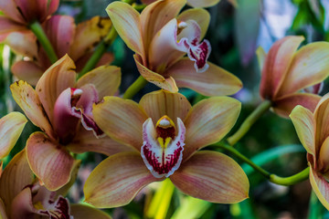 orchid on a green background