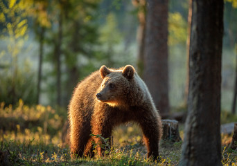 Fototapeta premium Brown bear in summer forest at sunset light. Scientific name: Ursus Arctos.