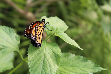 schmetterling