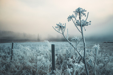 Hoar frost and snowy landscape