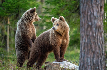Cubs of Brown Bear in the  summer forest. Natural habitat. Scientific name: Ursus arctos.