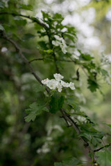 Hawthorn or Whitethorn Flowers