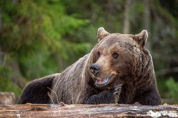 Obraz premium Close up portrait male of Brown bear in the summer forest at sunny day. Green forest natural background. Scientific name: Ursus arctos. Natural habitat.