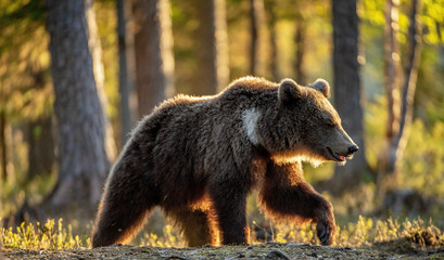 Brown bear in summer forest at sunset light. Scientific name: Ursus Arctos.