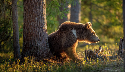 Brown bear in summer forest at sunset light. Scientific name: Ursus Arctos.