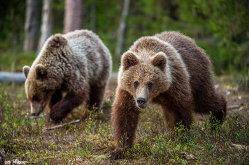Naklejka na ściany i meble Cubs of Brown Bear in the summer forest. Natural habitat. Scientific name: Ursus arctos.
