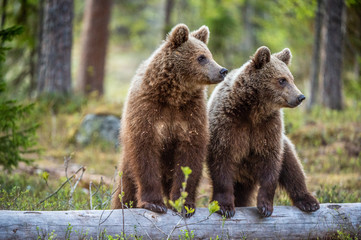 Naklejka premium Cubs of Brown Bear in the summer forest. Natural habitat. Scientific name: Ursus arctos.