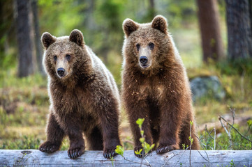Obraz premium Cubs of Brown Bear in the summer forest. Natural habitat. Scientific name: Ursus arctos.