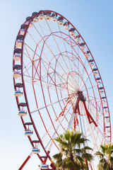 Big ferris wheel against blue sky with green palm trees beneath. Tourist attraction, sightseeing in Batumi, Georgia.