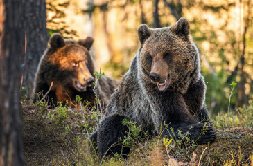Brown bears in summer forest at sunset light. Scientific name: Ursus Arctos.