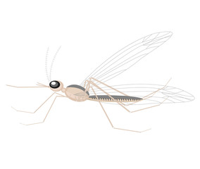 A mosquito, a small insect, sucking blood. It hurts a person, carries an infection. Almost all over the planet. Vector illustration