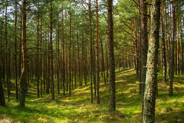 Fototapeta na wymiar Pine forest at the Russian National Park Curonian Spit