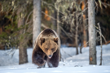 Brown Bear on a snow-covered swamp in the spring forest. Sunset light. Eurasian brown bear,...