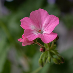 Fototapeta premium Geranium beautiful home room flower, bloomed pink Bud