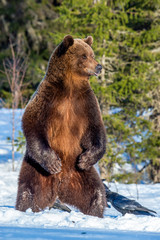 Brown bear standing on his hind legs on the snow in the winter forest. Scientific name:  Ursus...