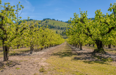 Fototapeta na wymiar Farmland trees and landscape in Oregon state.