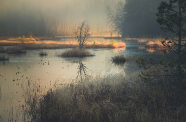 Fototapeta premium Foggy air on the swampy grounds.