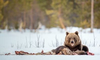 Brown bear awoke from hibernation,  eats the moose's corpse. A brown bear in the  forest. Adult Big...
