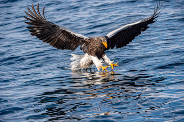 Adult Steller's sea eagle fishing. Scientific name: Haliaeetus pelagicus. Blue ocean background.