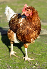 Single Chicken Looking at Camera