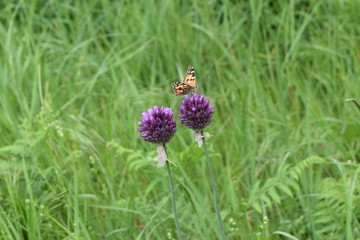 bee on a flower