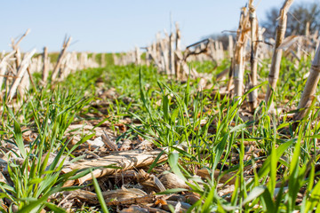 Looking down a row of corn stalks with a cereal rye cover crop.