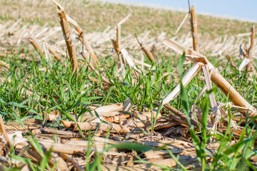 A cereal rye cover crop growing in corn stalks with a hill in the background.